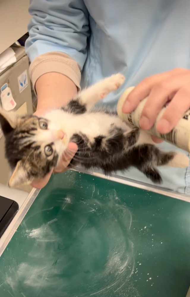 子猫のお腹に粉をかける