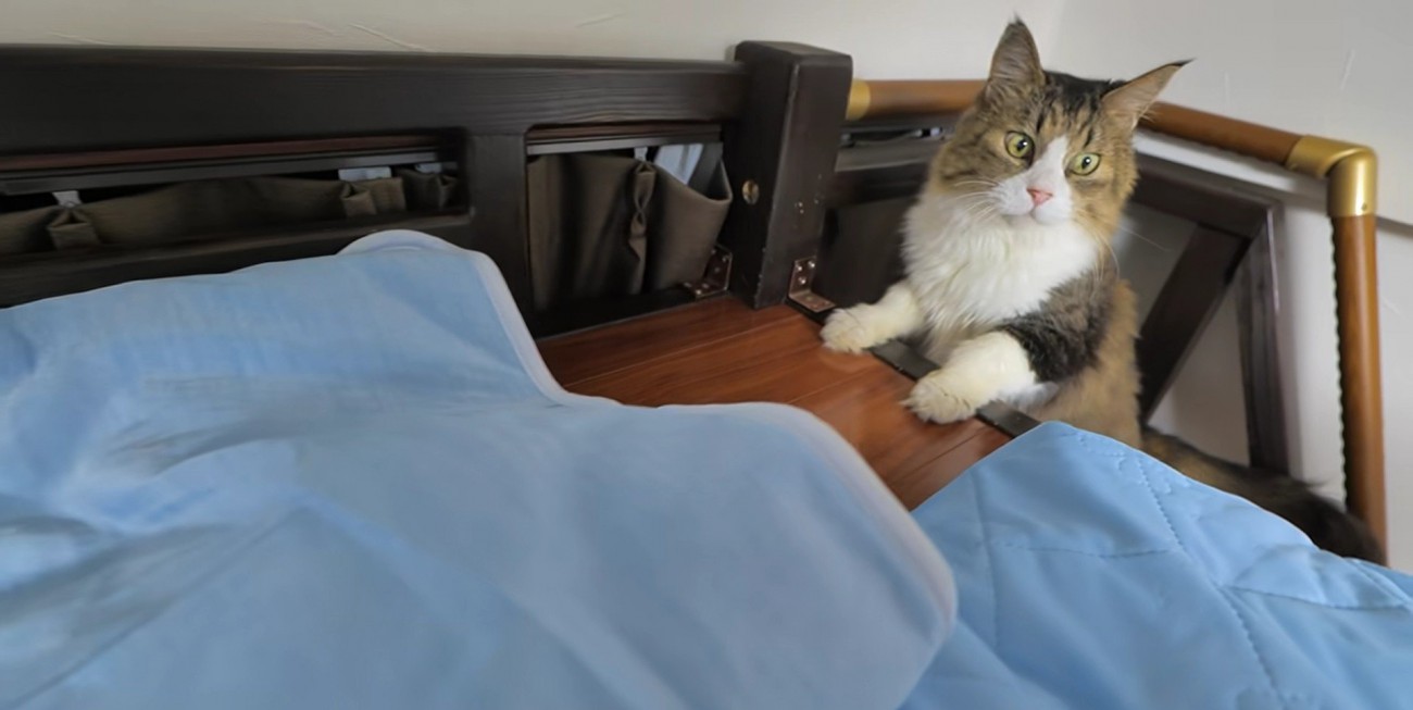 階段からひんやりグッズを見ている長毛猫