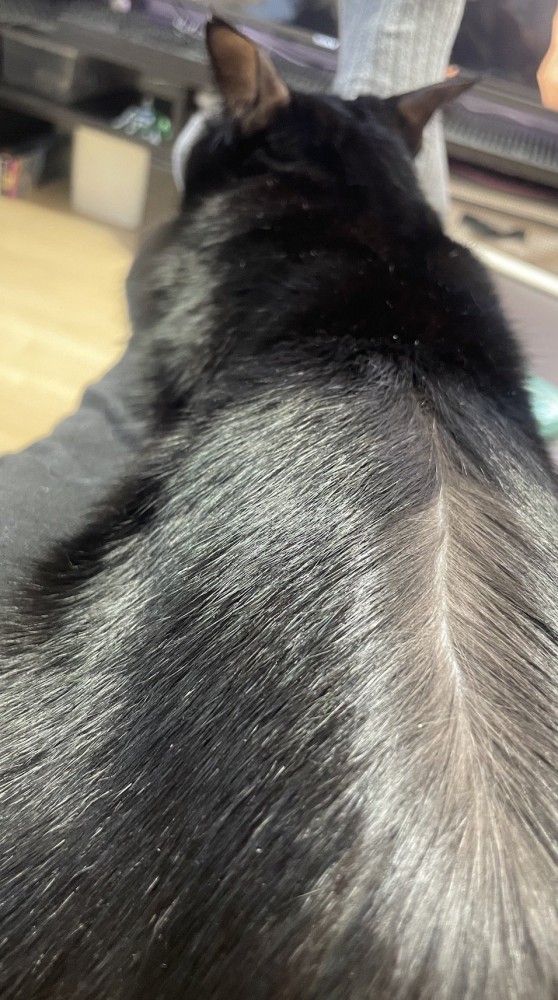 背中の毛を左右に分けられた猫