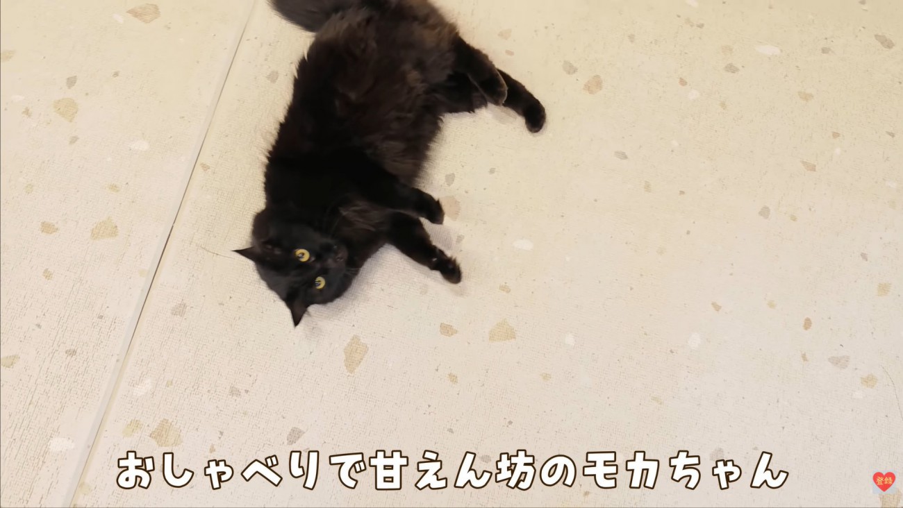 テロップ「おしゃべりで甘えん坊な～」