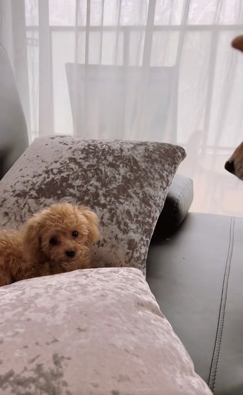 クッションの間に埋もれているトイプー