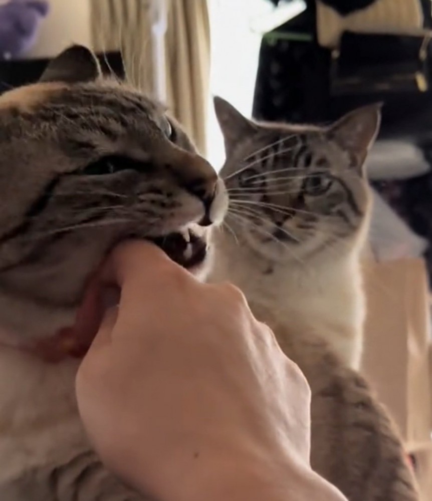おもちちゃんを見つめる猫