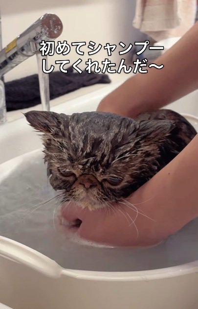 お風呂に入れられているブラウンクラシックタビー