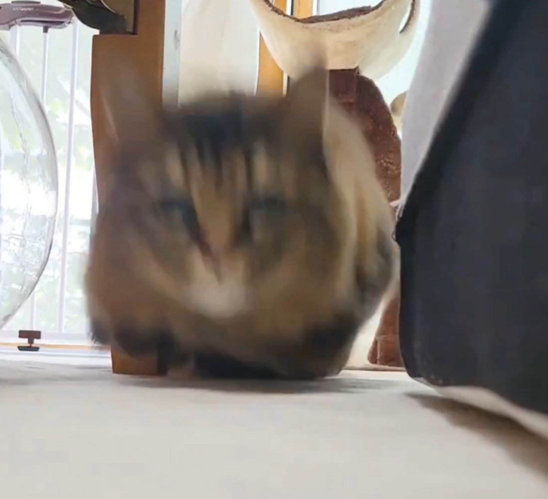 飛び出す猫