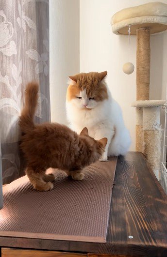 子猫に向かって鳴いている猫