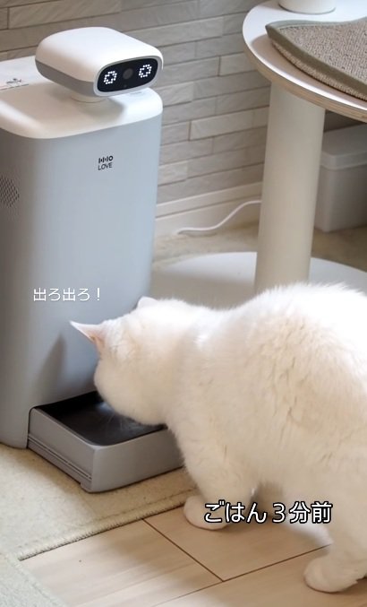 自動給餌器の前で待っている猫％