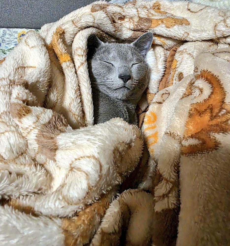 眠そうな猫