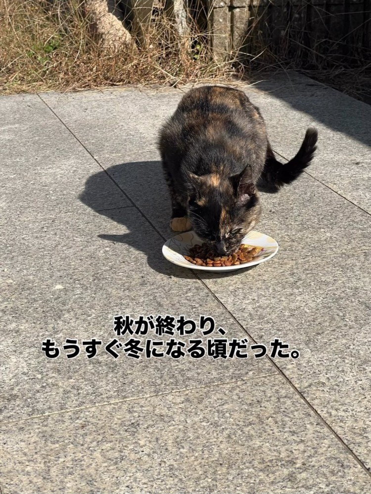 ごはんを食べる猫