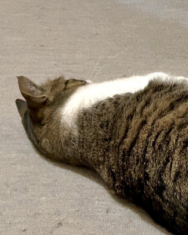 背中を向けて寝転ぶ猫の上半身