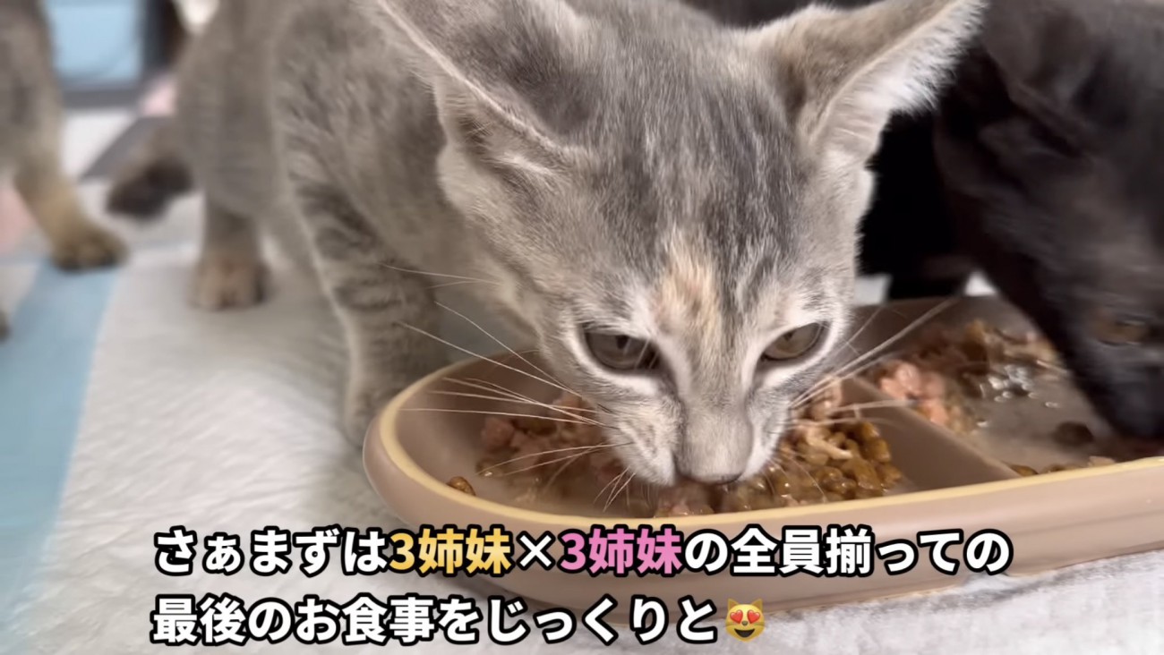 「さぁまずは...」のテロップ写真