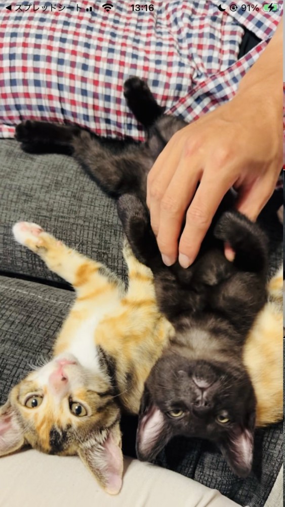 寄り添って寝転がる三毛猫と黒猫