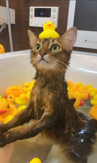 湯船に浸かっている猫