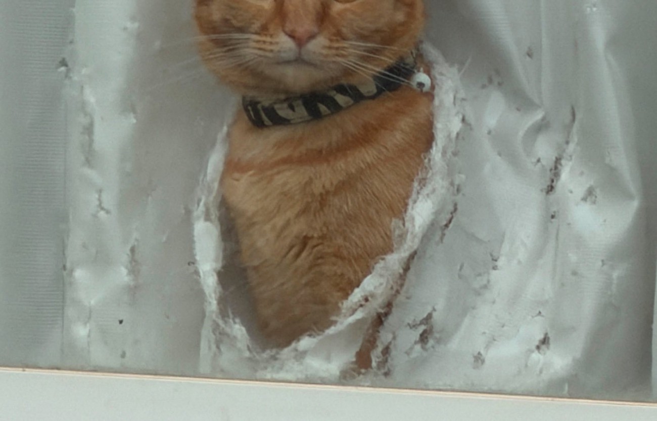 カーテンを破って顔を出す猫2