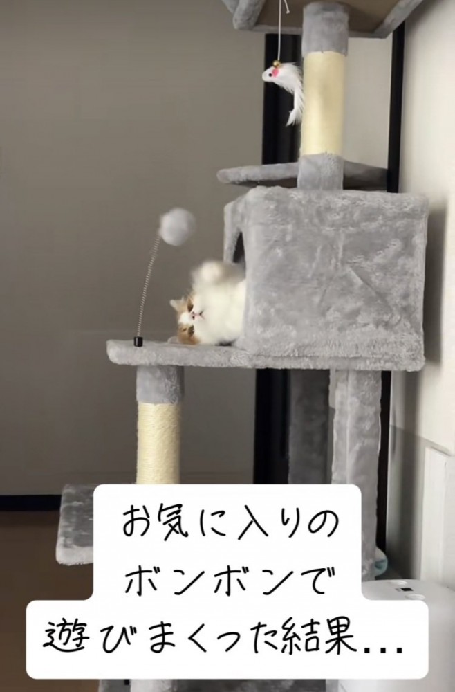 ボンボン付きのおもちゃで遊ぶマンチカン