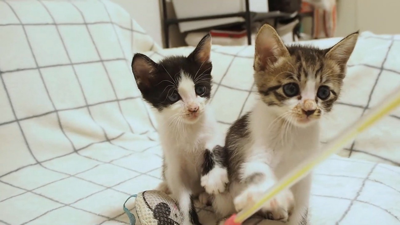 おもちゃに前足を伸ばす2匹の子猫