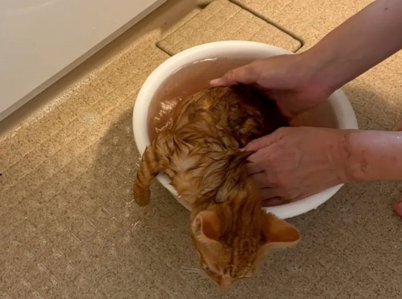 子猫から汚れが