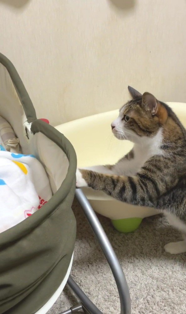 ベビーベッドを覗き込む猫