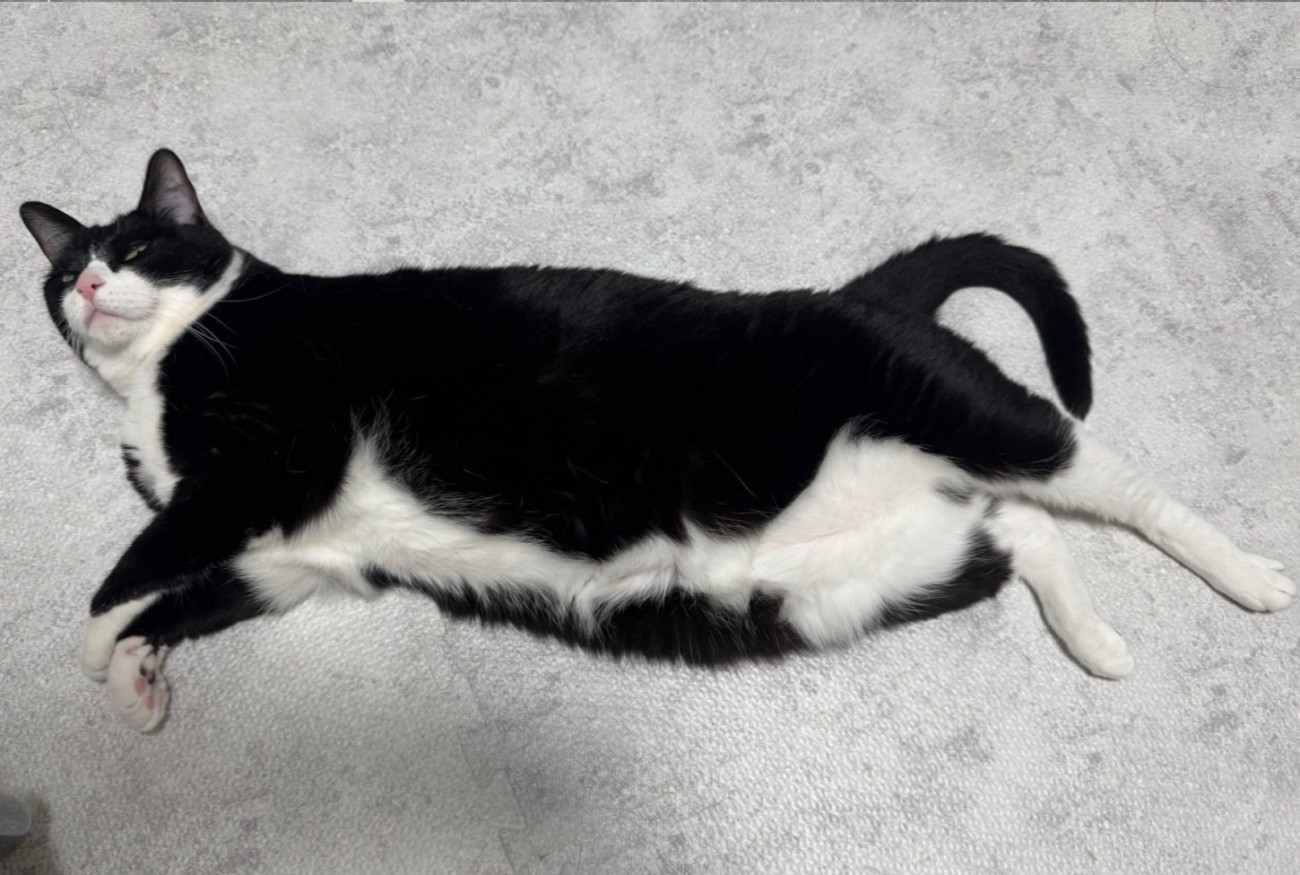 大きくなった猫