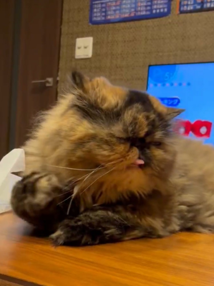 猫が舌を出して右手が顔の横で通る様子