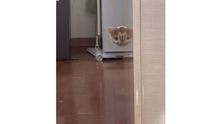 室内にいる猫