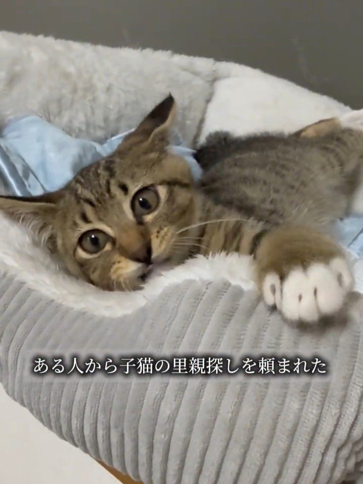 猫ベッドで横になる子猫