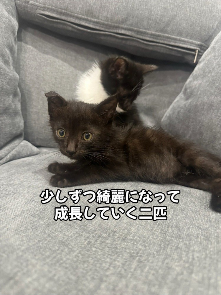 座っている2匹の子猫