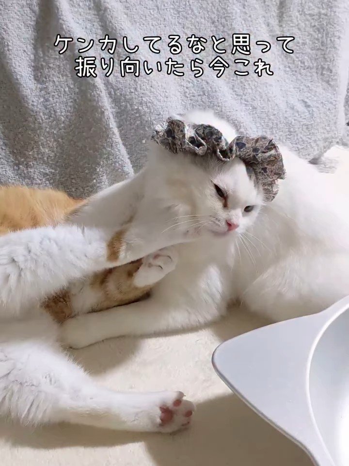 顔を蹴られる猫