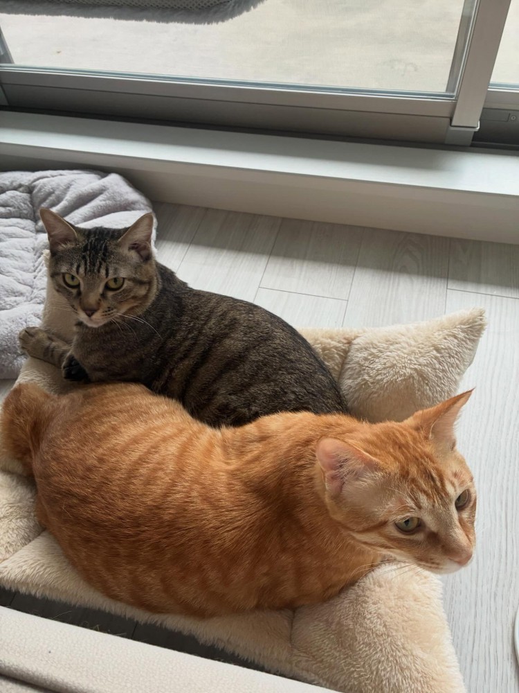 一つのクッションを使う2匹の猫