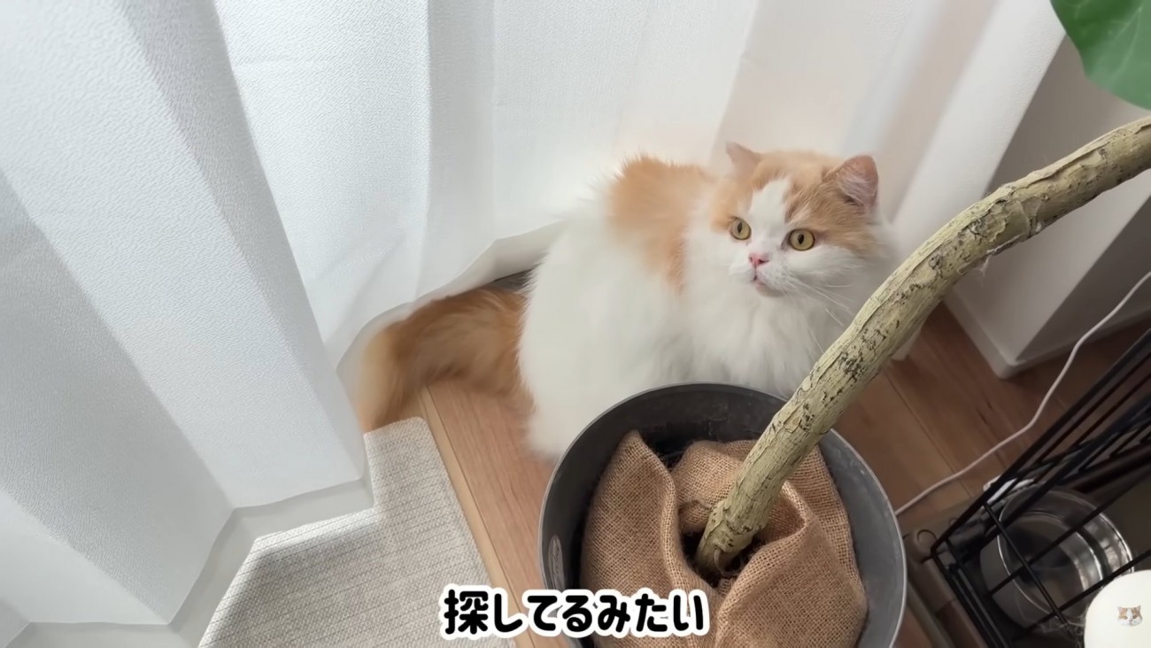 テロップ「探してるみたい」