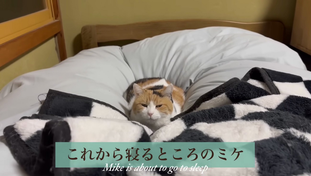 これから寝るミケ