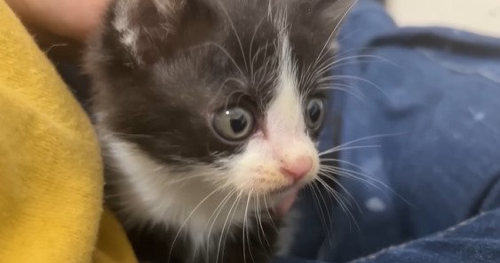 膝上に乗る白黒子猫