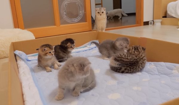 遊ぶ5匹の子猫たちと見守るママ猫