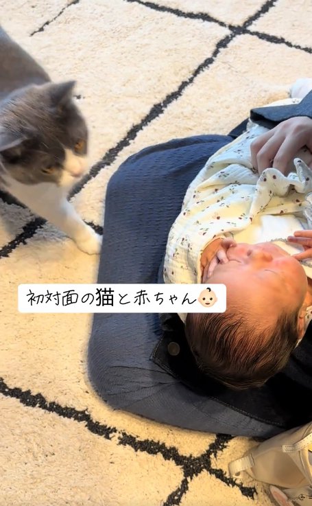 飼い主の膝の上にいる赤ちゃんの近くにいる猫