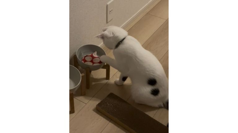 猫と水に入っているコースター