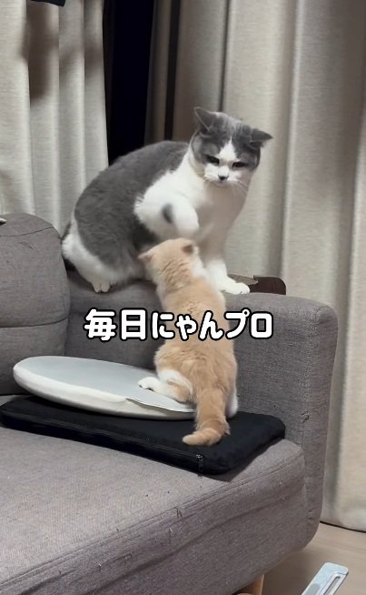 一緒に遊ぶマンチカンと子猫