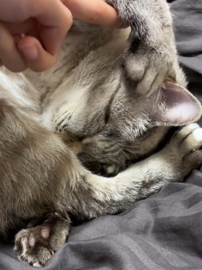 猫の顔から手をどかしてみた飼い主