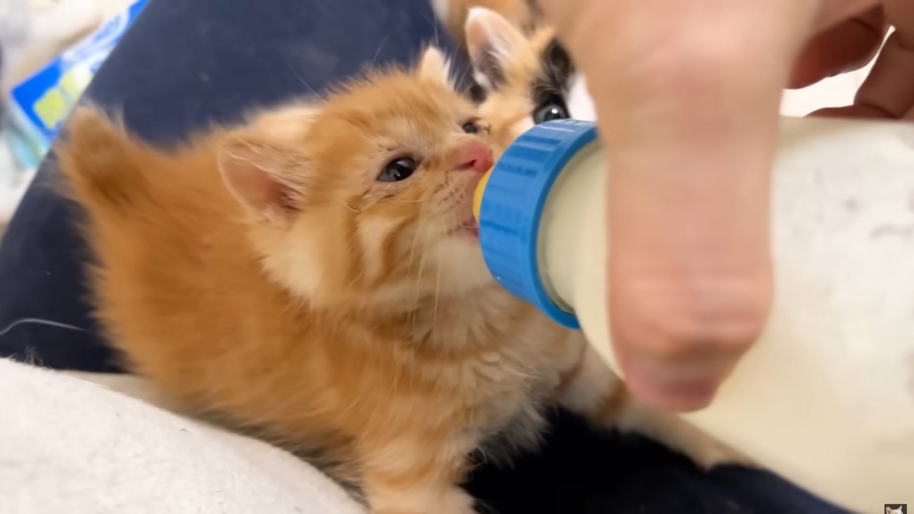 ミルクを飲む茶トラ