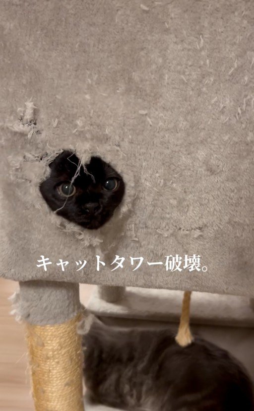 穴から顔を出している猫