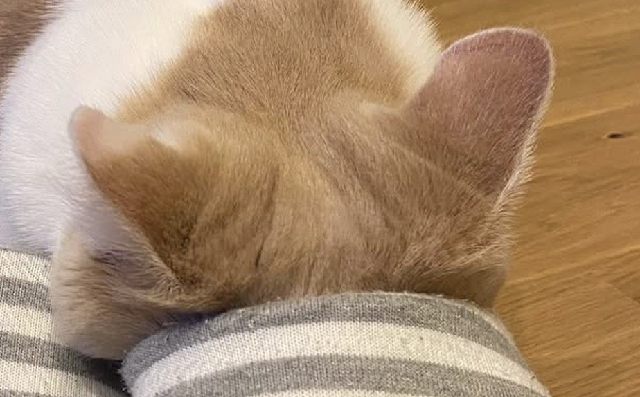 スリッパの入り口に顔を入れて止まる猫