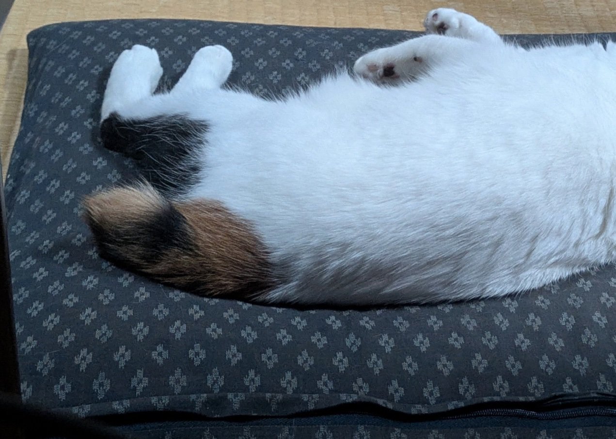 寝転がる猫