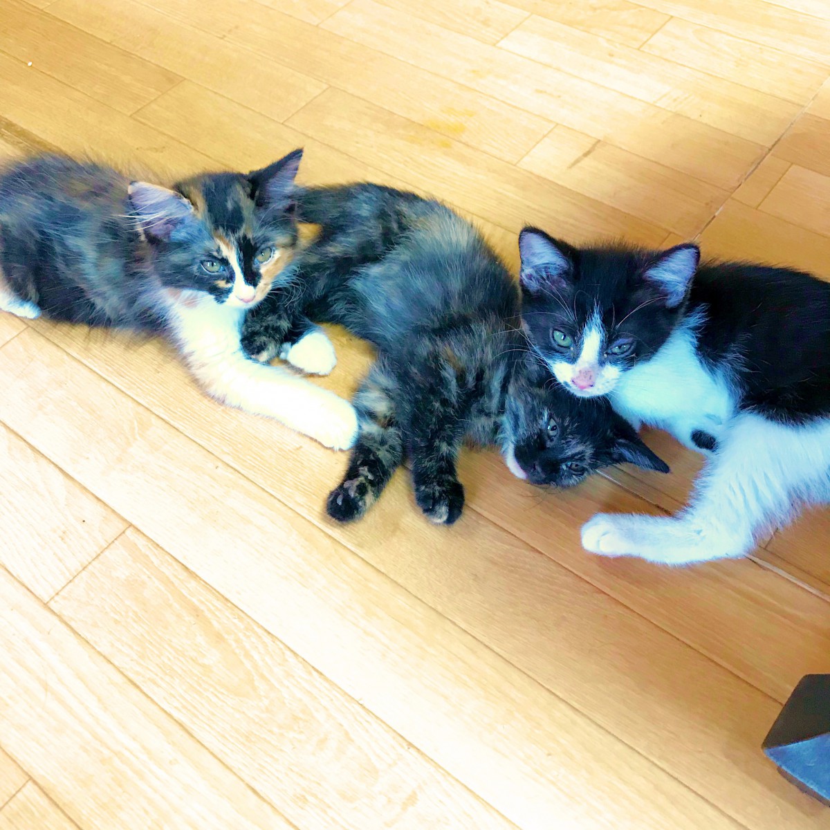 三重県にある「ねこやカフェ」は優しい猫たちに会える”保護猫カフェ”です