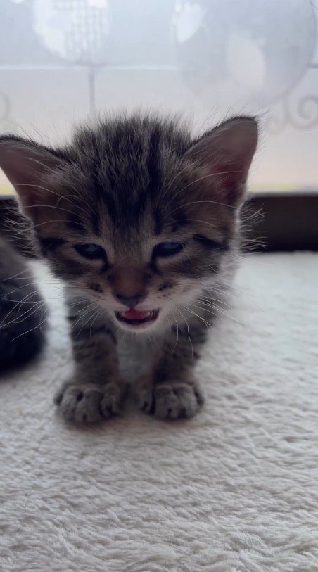 小さな声で鳴く子猫