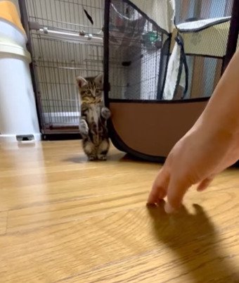 二足立ちする子猫