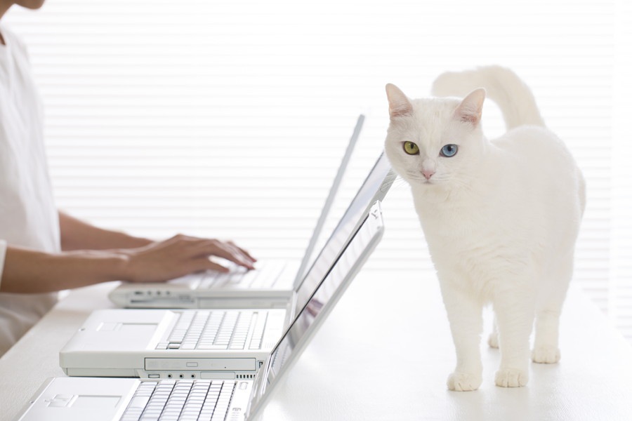 ねこでるの活動内容とその使い方について