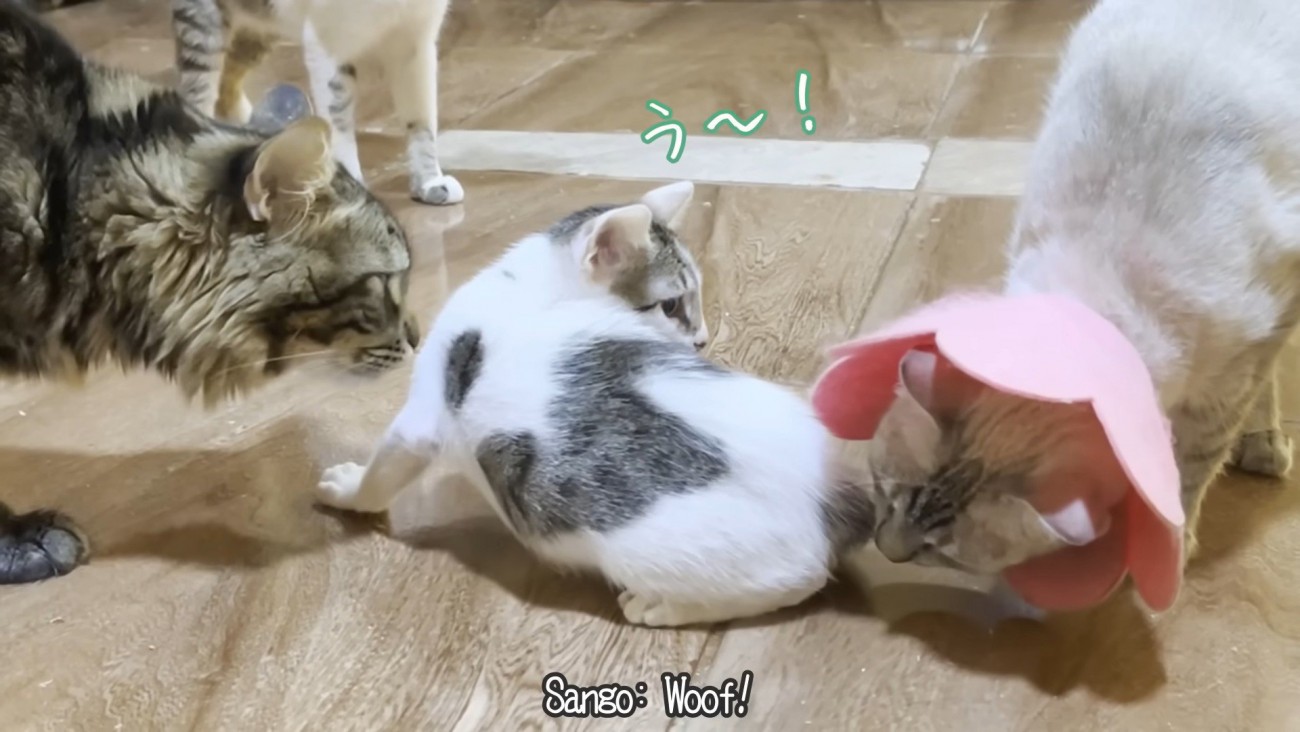 カラーをつけた猫に嗅がれる子猫