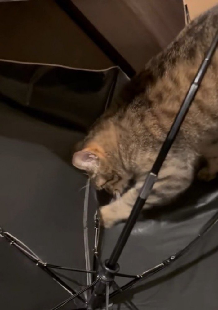 逆さまになった傘を前足で引っ掻く猫