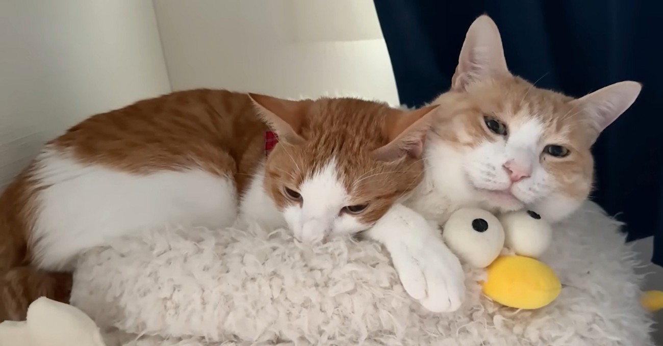 ベッドの上で寝ている二匹の猫