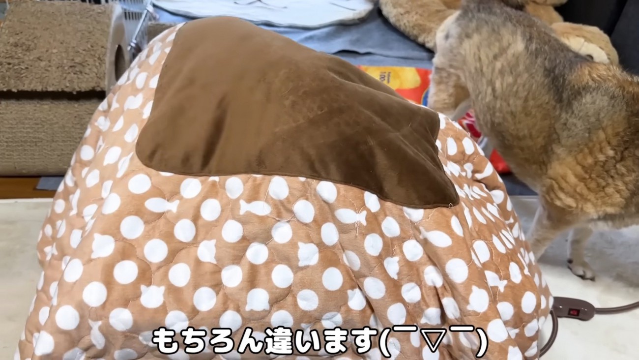 布団を被ったコタツ