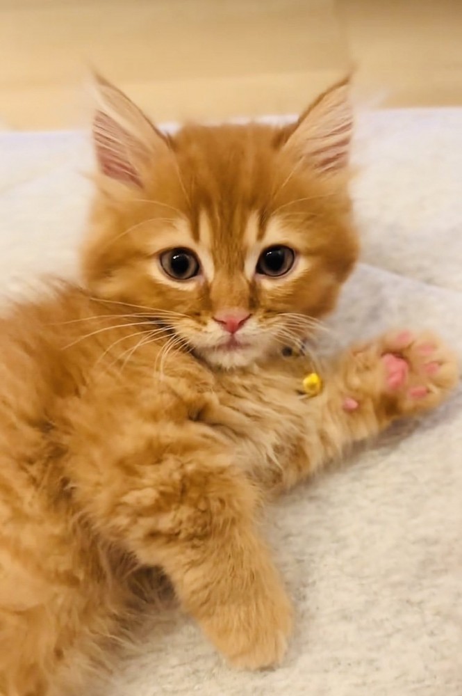 布団の上でくつろぐミヌエット