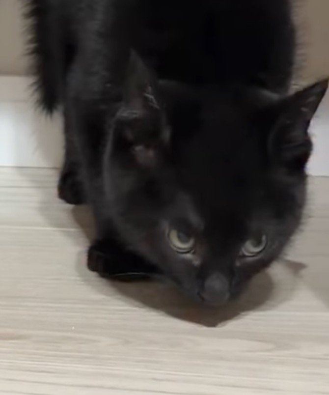 姿勢を低くする右側の黒い子猫